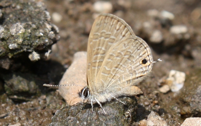 Common Lineblue